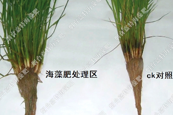 水稻——海藻生根剂处理